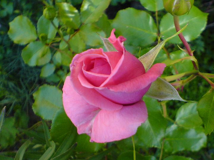 Constance spry 3.JPG - CONSTANCE SPRY (Ausfirst, Austin 1961). Uppkallad efter en känd engelsk florist som verkade i 1900-talets början

Den första Engelska Rosen. En enastående buskros som även kan användas som klätterros. Den är en korsning av den underbara lilla Gallicarosen 'Belle Isis' och tehybriden 'Dainty Maid'. Den har stora, tätt fyllda blommor av gammaldagsros karaktär, först tillplattat bollformade, slutligen skålformade. Klasar med upp till 10 blommor kan förekomma och den blommor mycket rikligt från slutet av juni till slutet av juli. Blommorna är mättat rosafärgade med en djupare ton vid basen av kronbladen. Doften är stark och påminner om körvel - 'Constance Spry' var den ros som introducerade körveldoften i Austins rossortiment. . Storlek: 1.8 x2.1m. Zon IV.